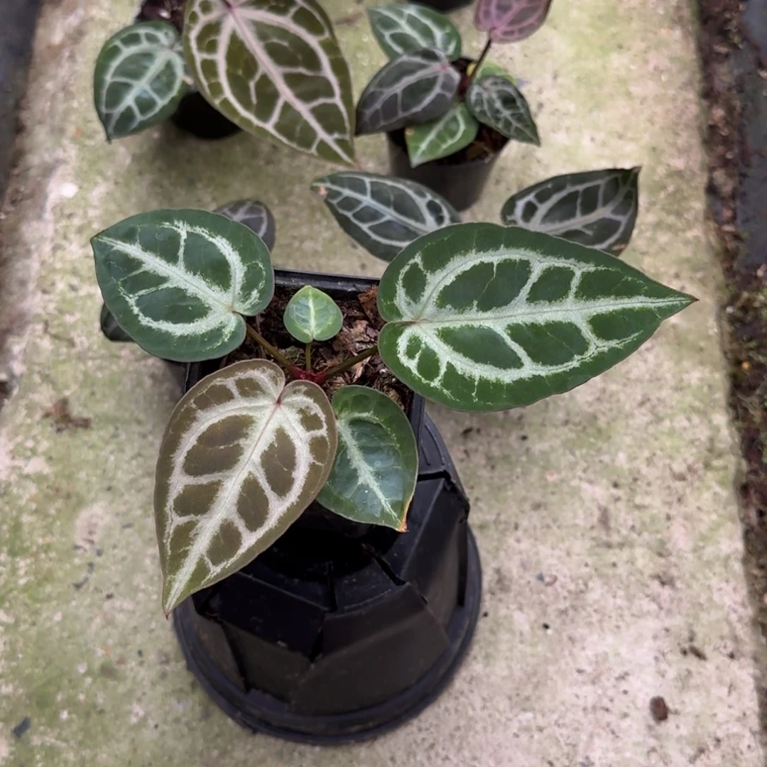 无花朵粉水晶杂粉柠檬杂红水晶