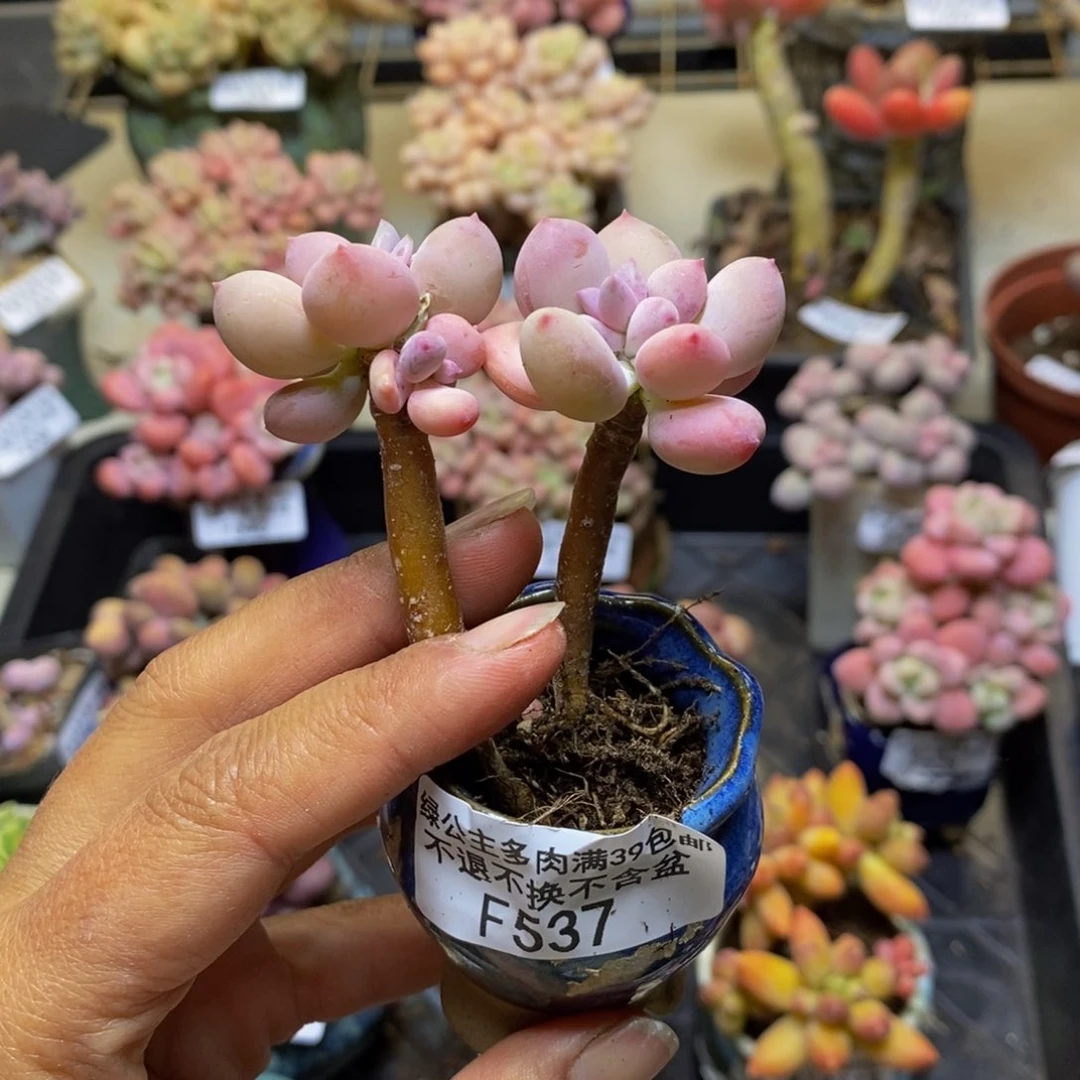 蹄*537苹果奶四代多肉4c m