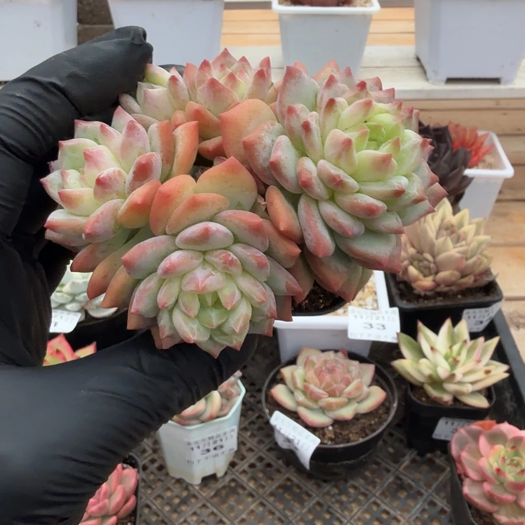 1121-40泡泡珠群生