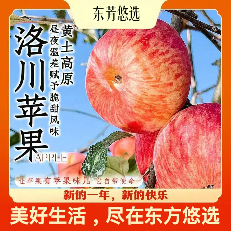 【东方甄选】正宗当季陕西洛川红富士10斤特大苹果新鲜水果香脆甜