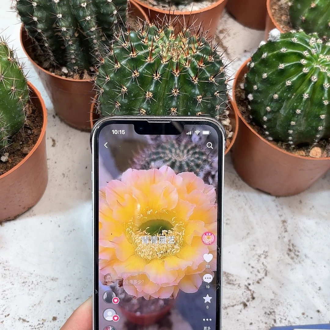 彩草20号8公分左右