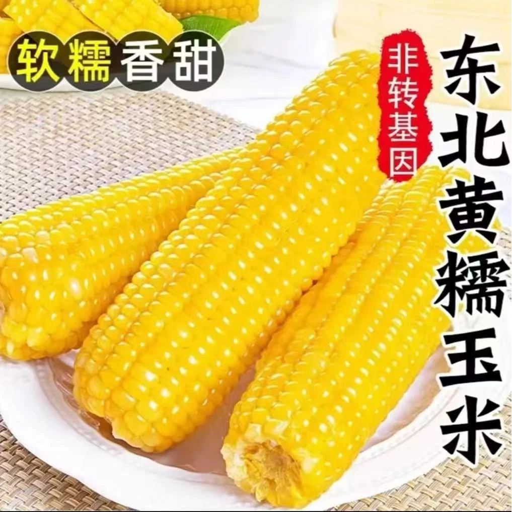【试吃2根】东北软糯香甜黄糯玉米独立真空透明袋包装整箱13根