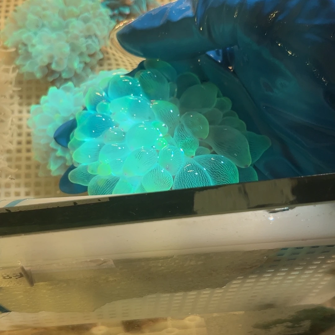 礼***）纽扣珊瑚奶嘴111111