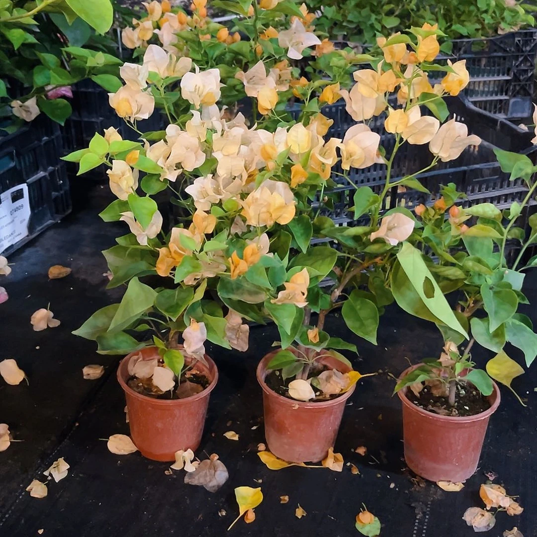 当前无花栽培后可以开花金色光辉掌中宝一颗