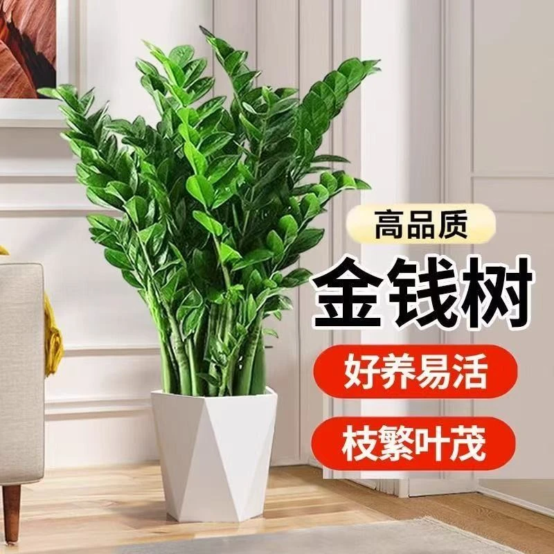 A【特价抢购】70-90公分金钱树盆栽室内好养绿植净化空气客厅办公室
