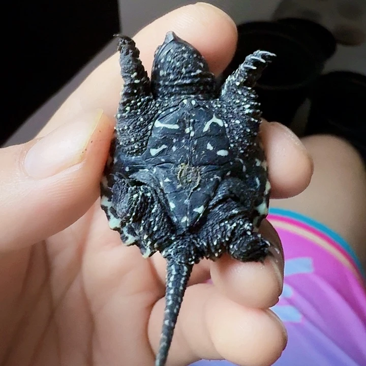 母绿毛龟1111111111