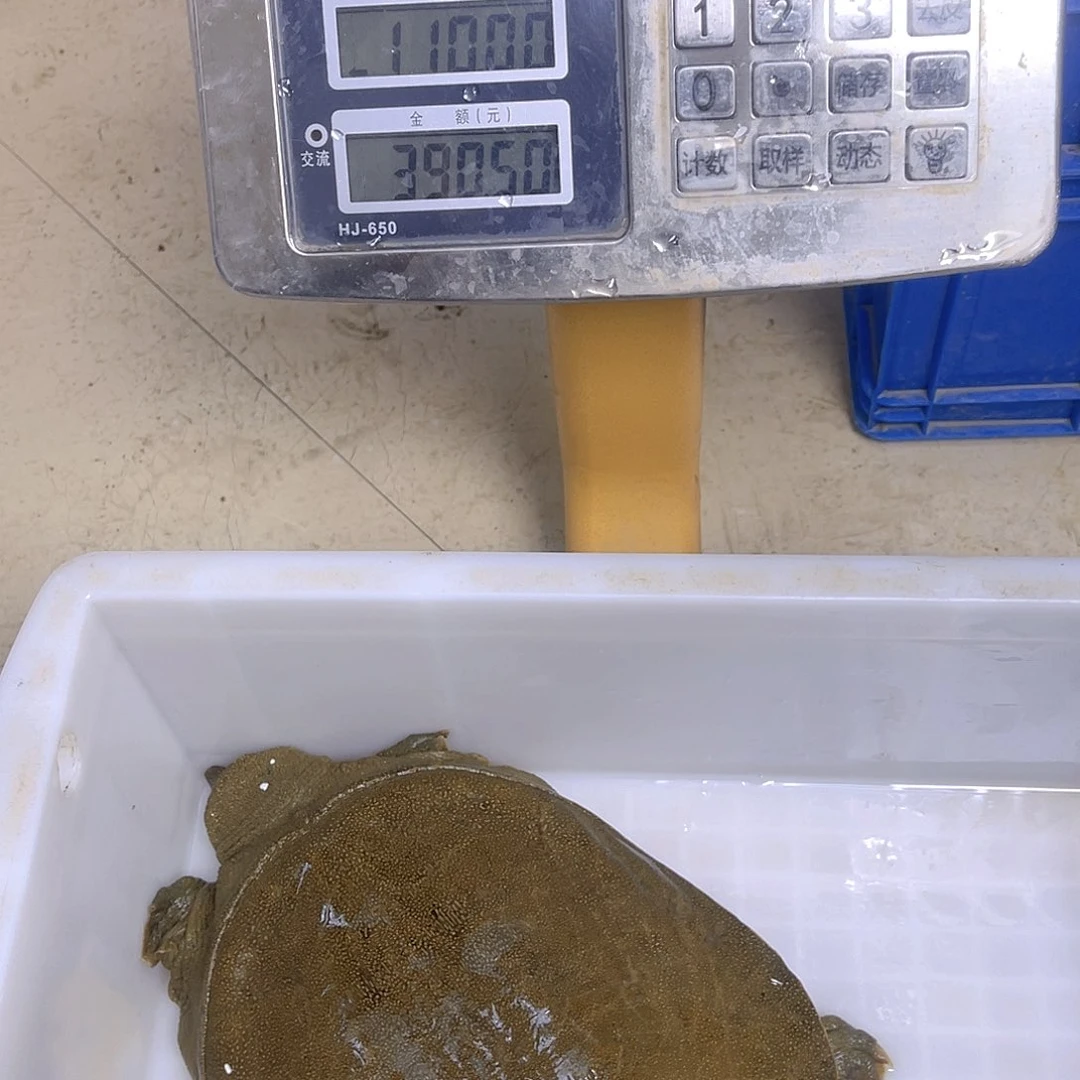 中国大陆野生甲鱼包邮包活