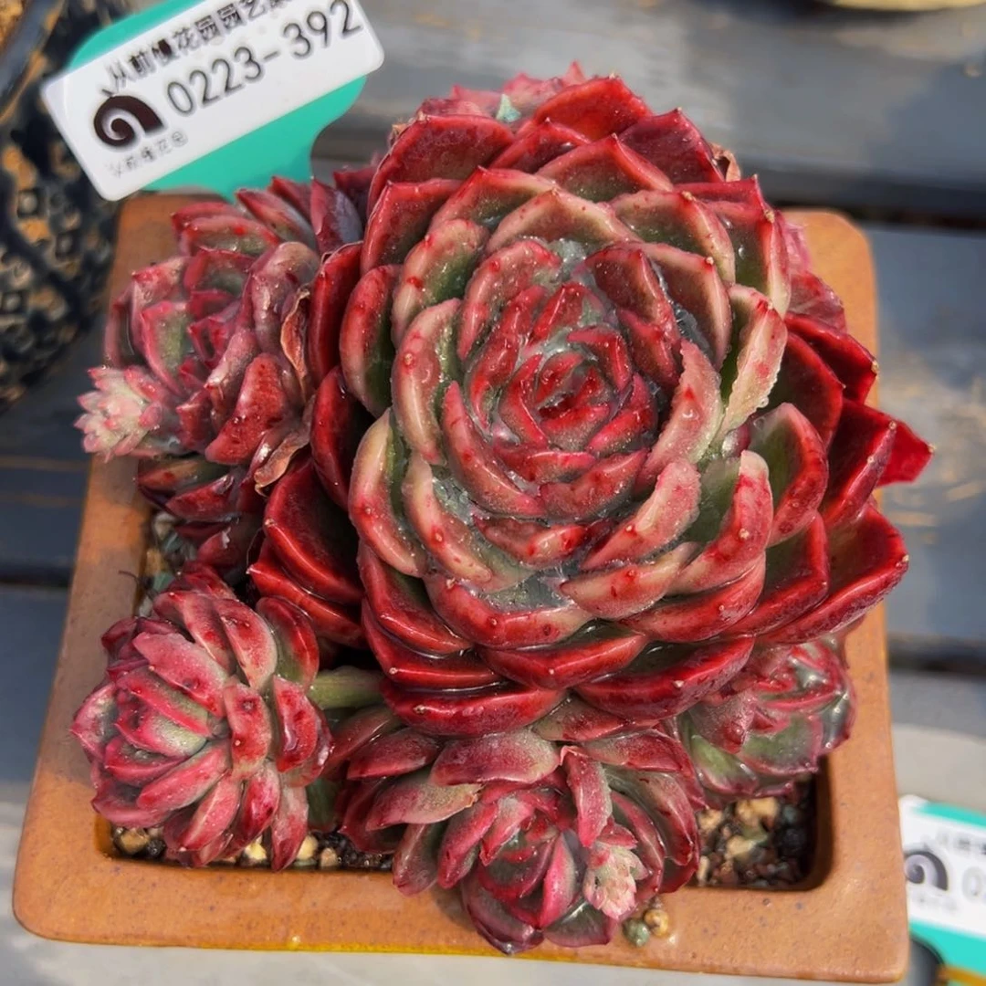 从前慢多肉精选编号0223.392