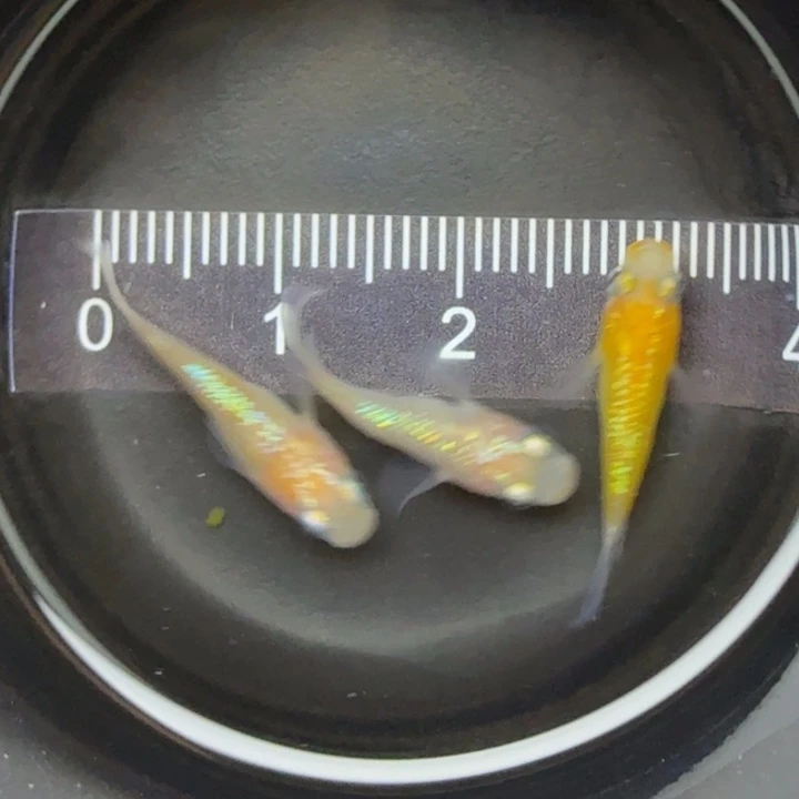 青鳉鱼王华球球33号