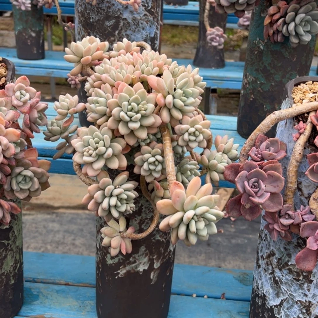 精品香水洛神妖桩 裸根