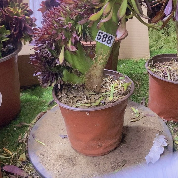 588黑缀化老板子法师微瑕疵