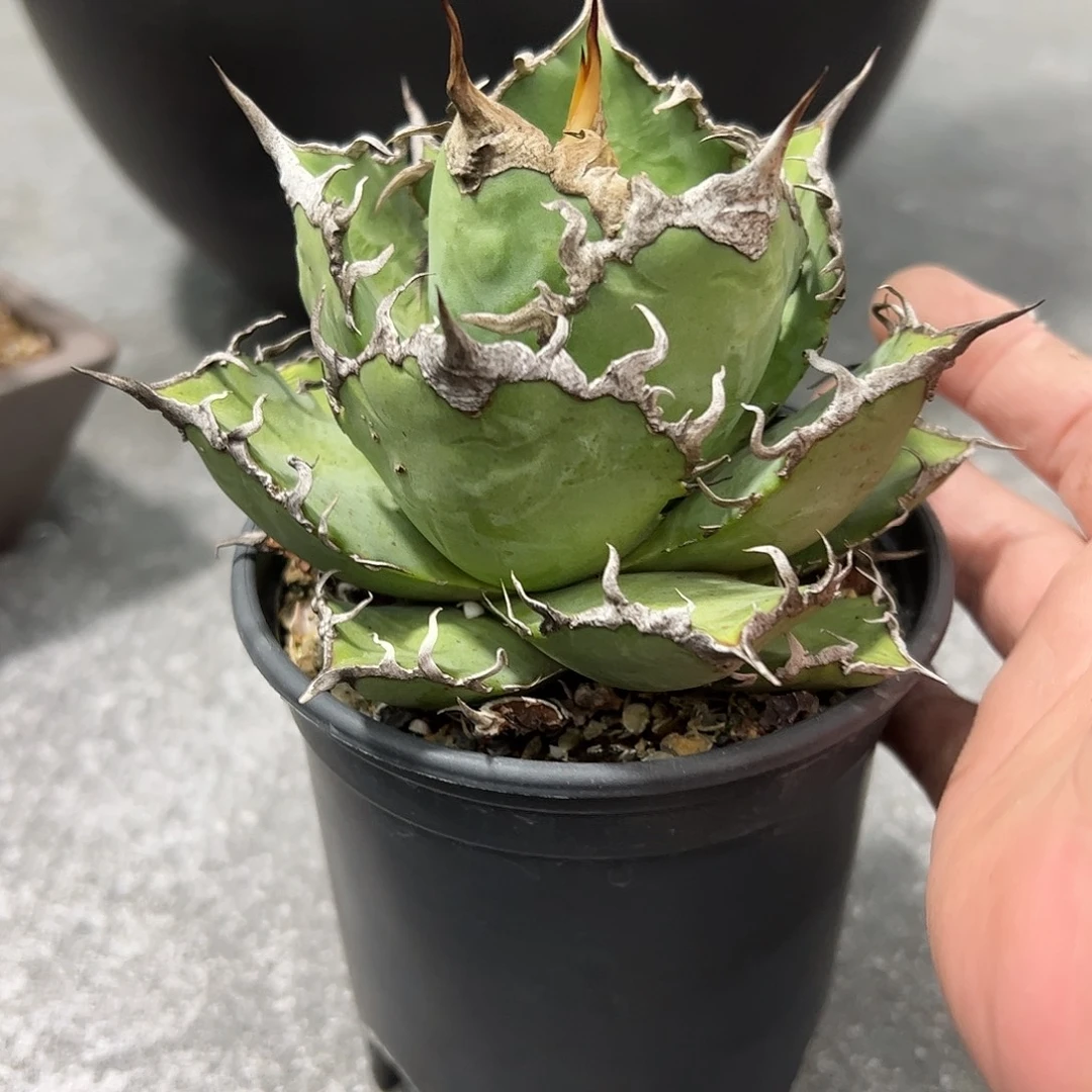 攝***～凯撒66666666888888