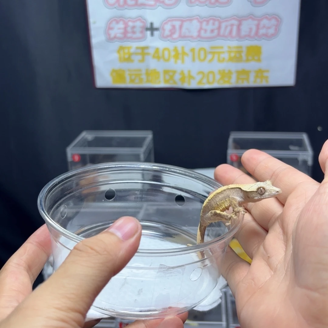 睫角守宫奶油.....