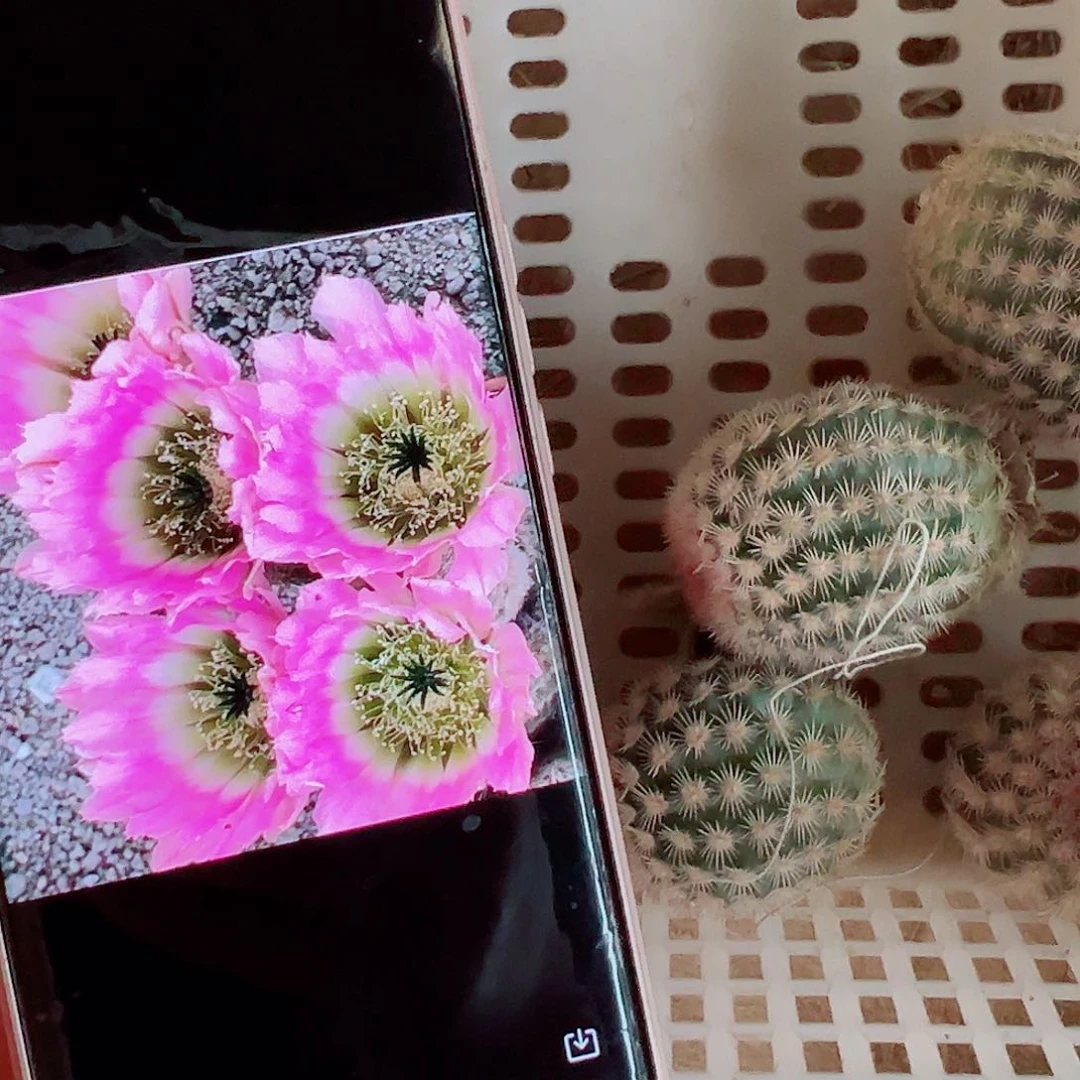 彩虹虾侧芽0000888