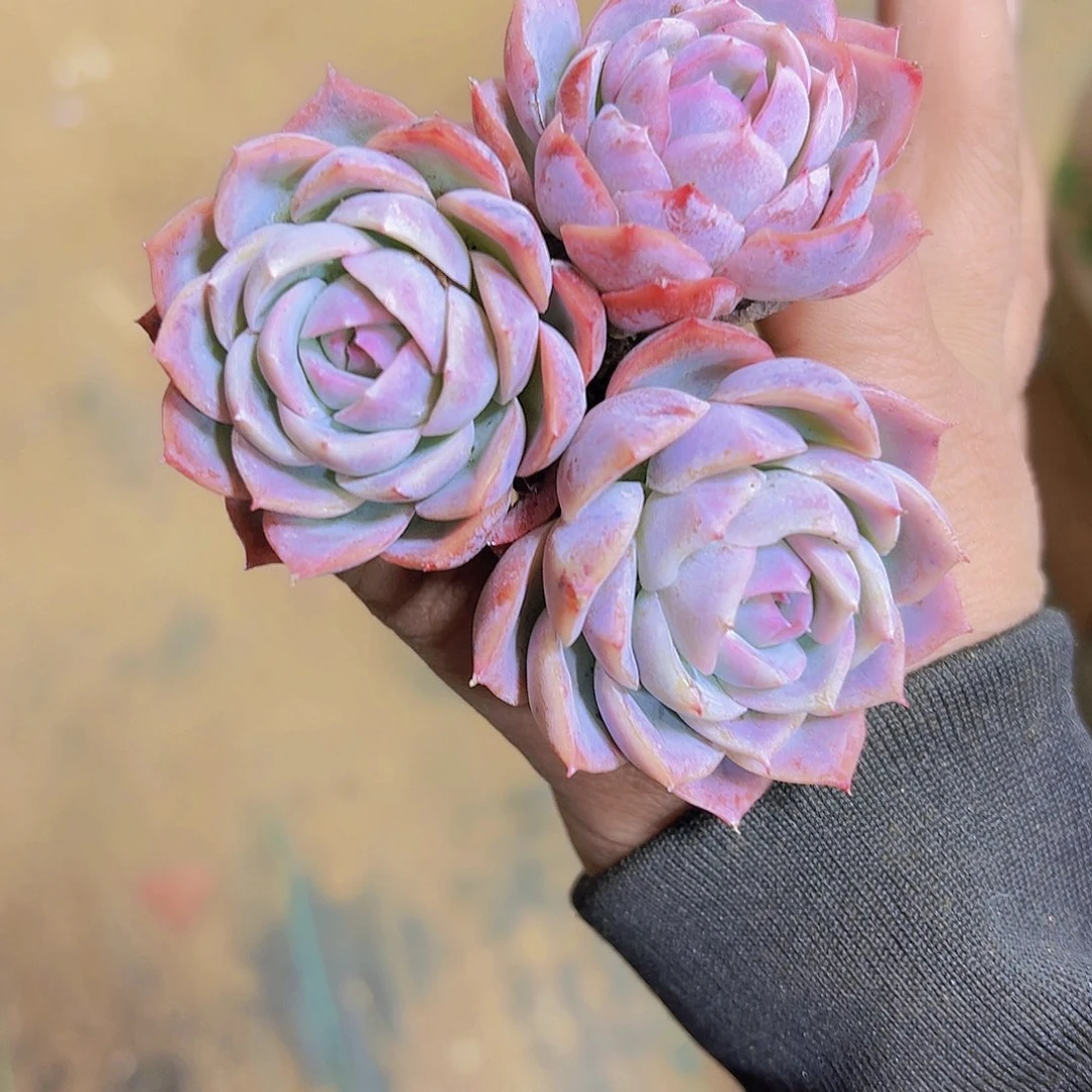 孤星苗4个19包邮