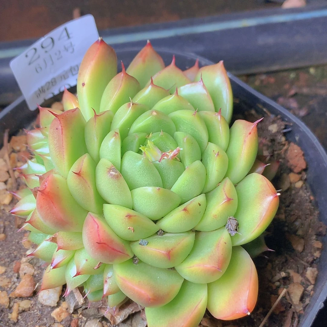 【闪购商品】云294号