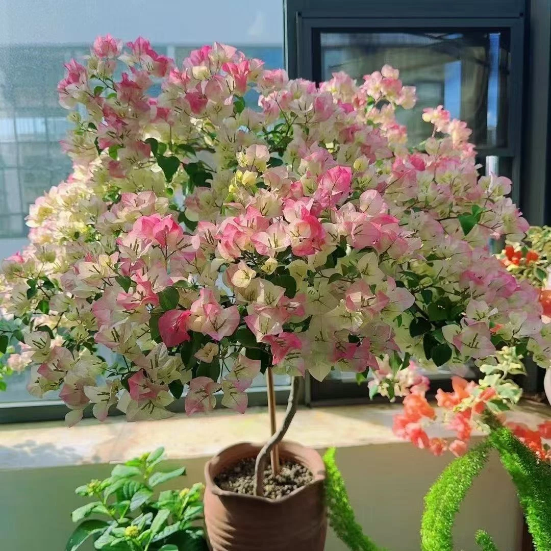 热销三角梅绿樱苗四季开花款盆栽阳台好养花卉基地直发苗对版