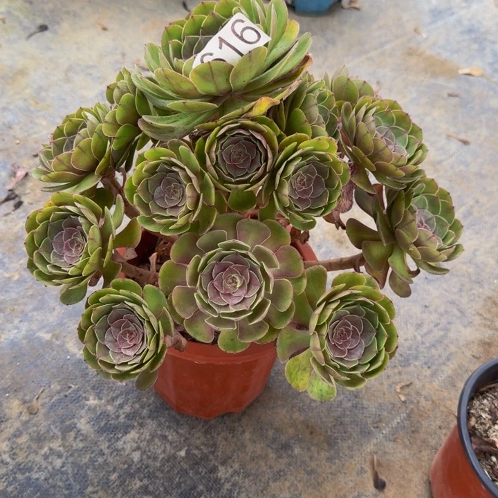 000000000000616万圣节