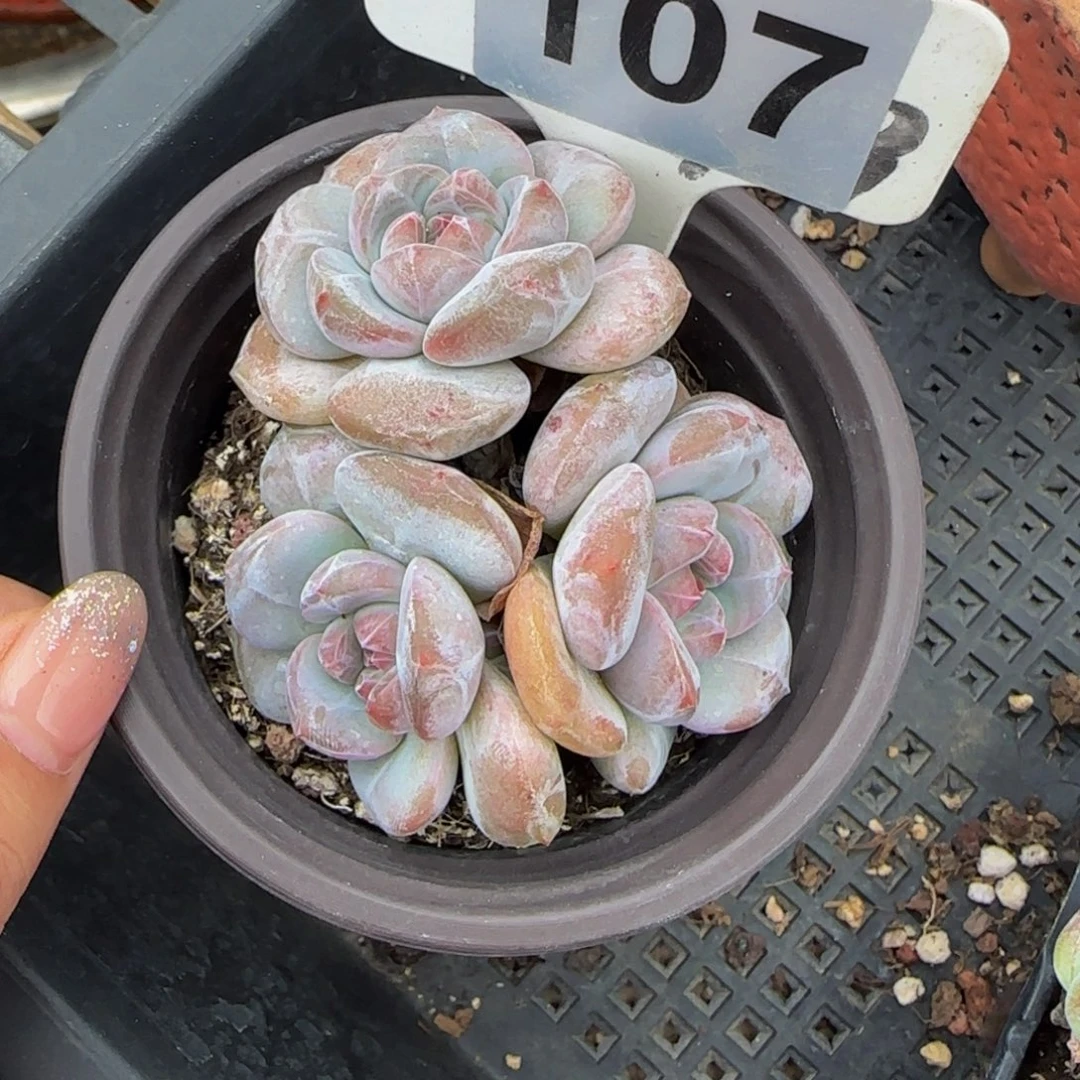 w***芳107号一物一拍特价福利