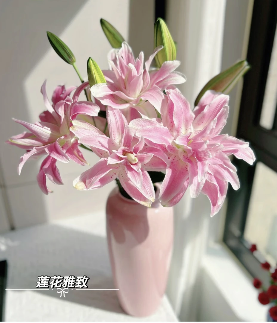 莲花雅致 单头重瓣香水百合5支（10%损耗不售后）+营养剂