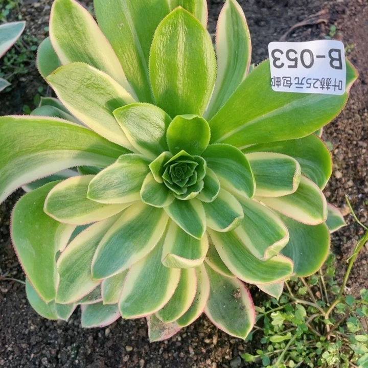 53青莲花脸多肉22345678