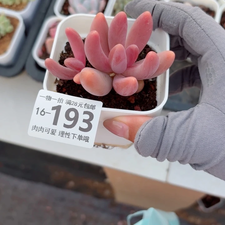 红手指无盆土发货多肉多
