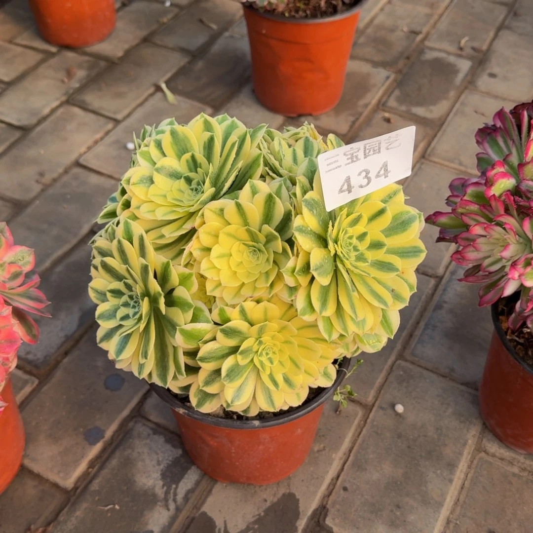 小****6多肉植物434迈巴赫