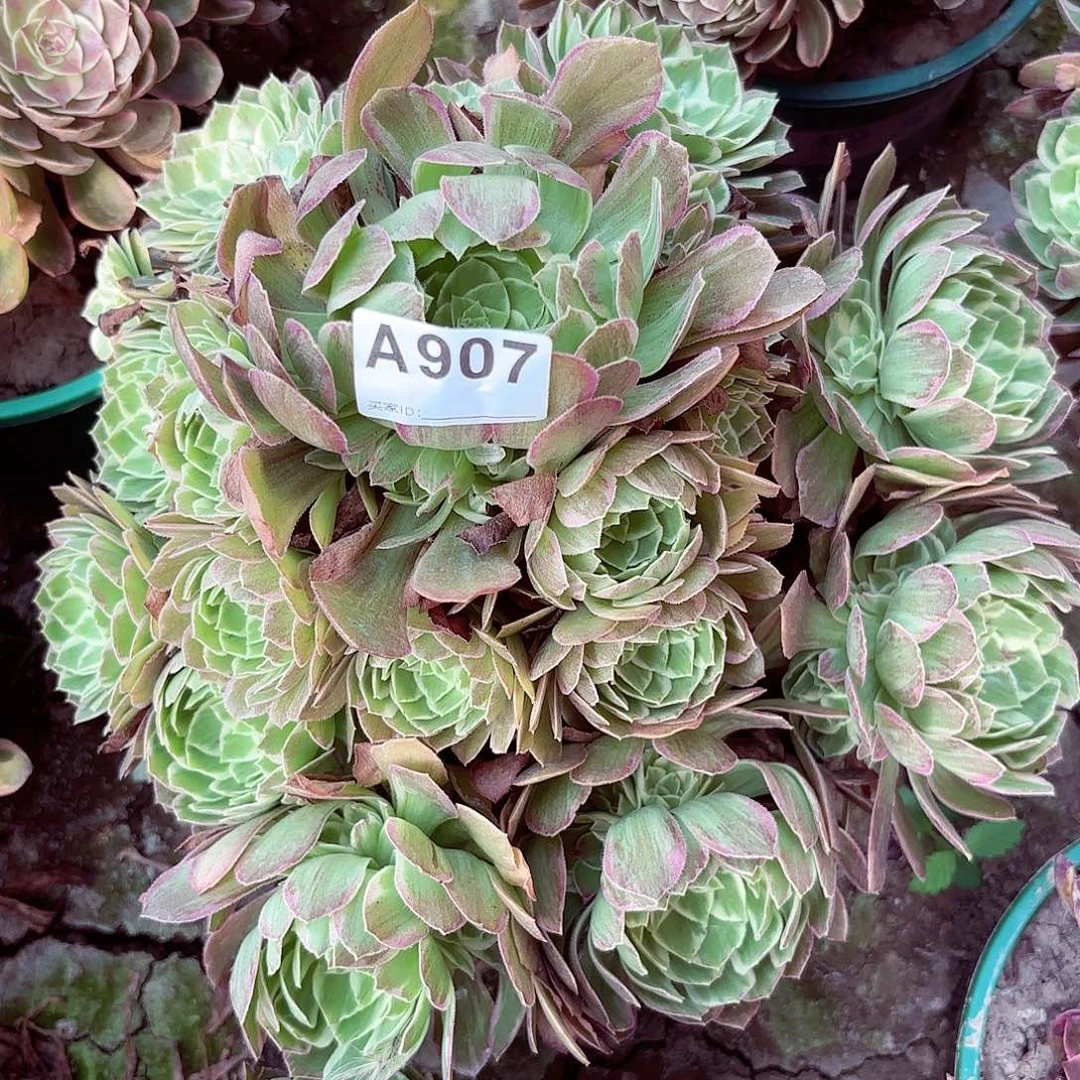 万花筒法师手捧8-11