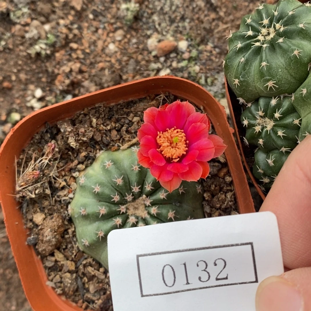 橙红自根明石虾0132