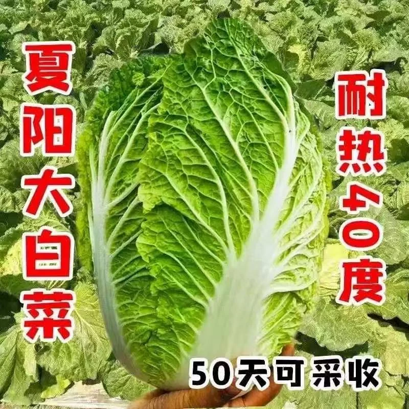 【全店任意满5包包邮】夏阳白菜种子蔬菜