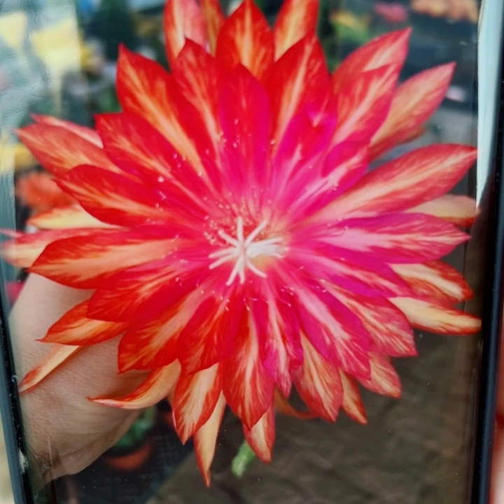 13令箭金属歪无根叶片10公分左右20包邮