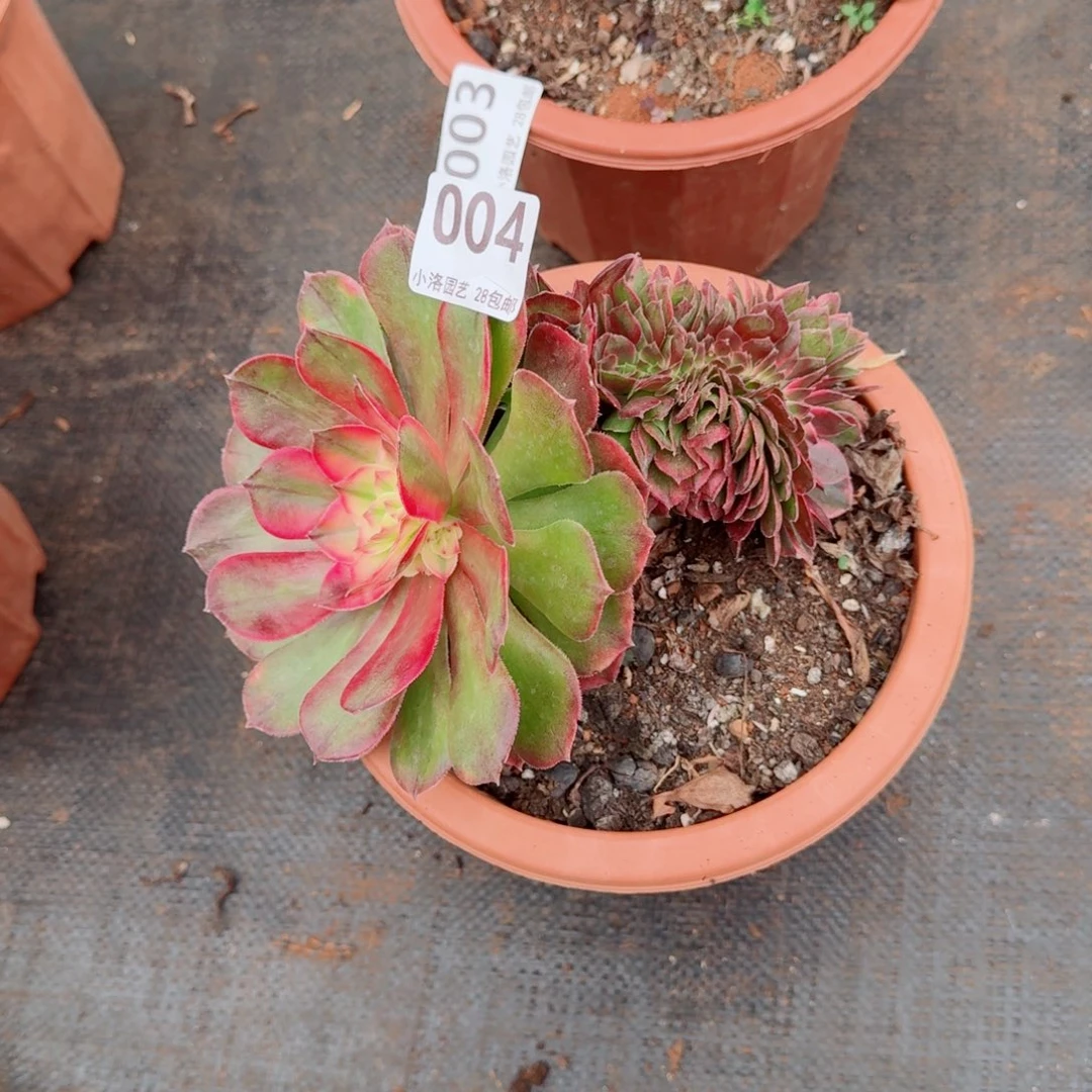 4荔枝 缀化多肉植物满28包邮