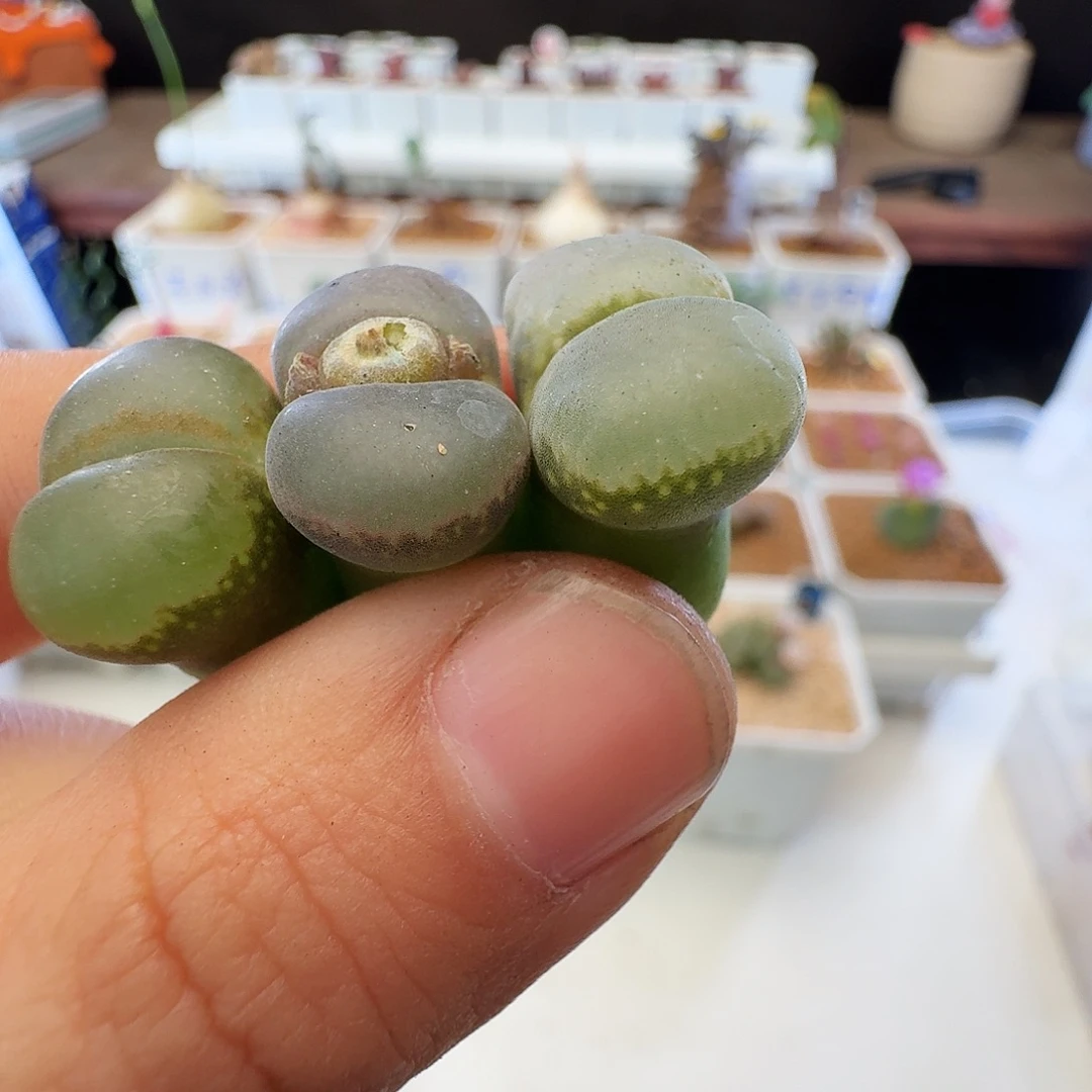 多肉植物福利风铃322