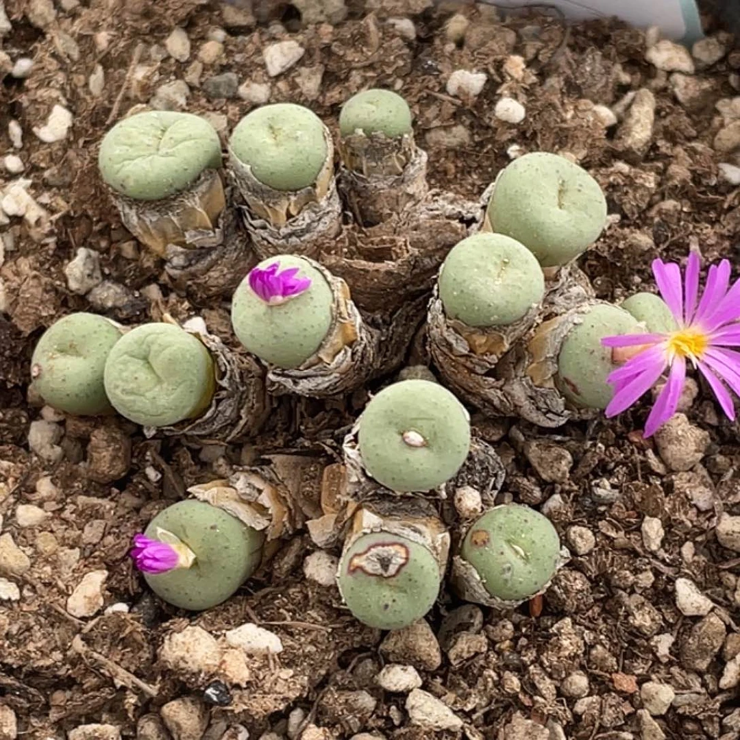 5-79紫花小饼多肉植物