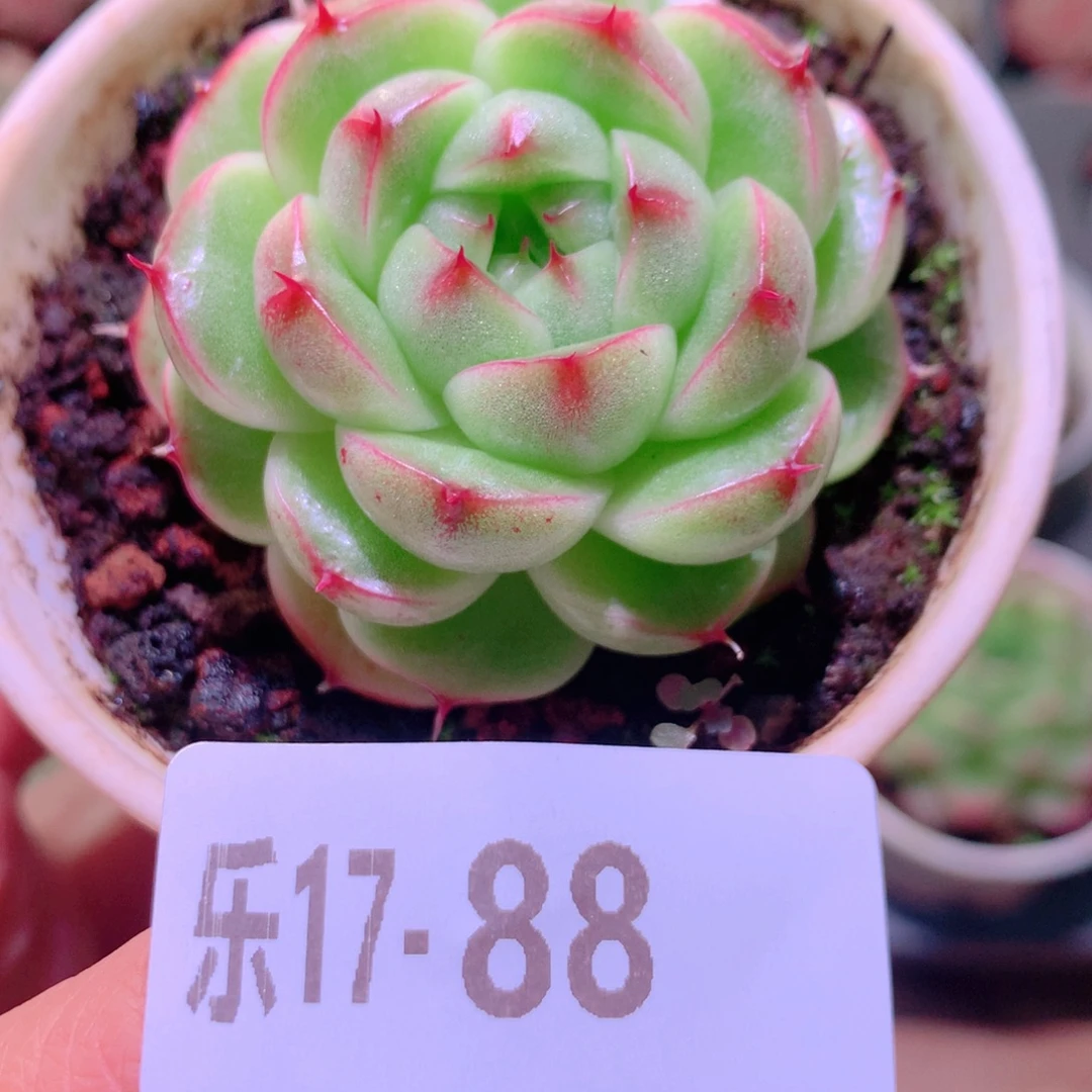 乐然17-88 麦秆 微瑕