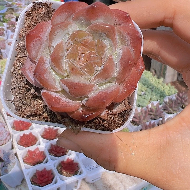 暗纹冰魄带盆19包邮