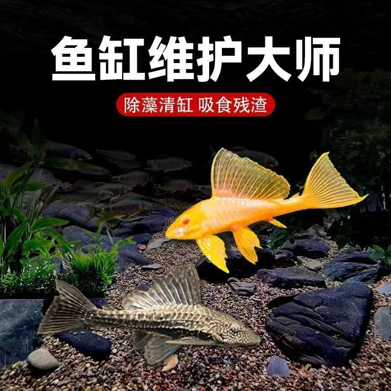 红眼女王大帆热带观赏鱼清洁鱼缸除藻高效工具鱼