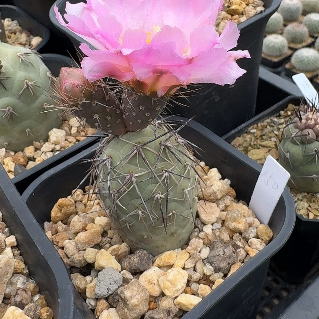 她*花花花花花花花花花