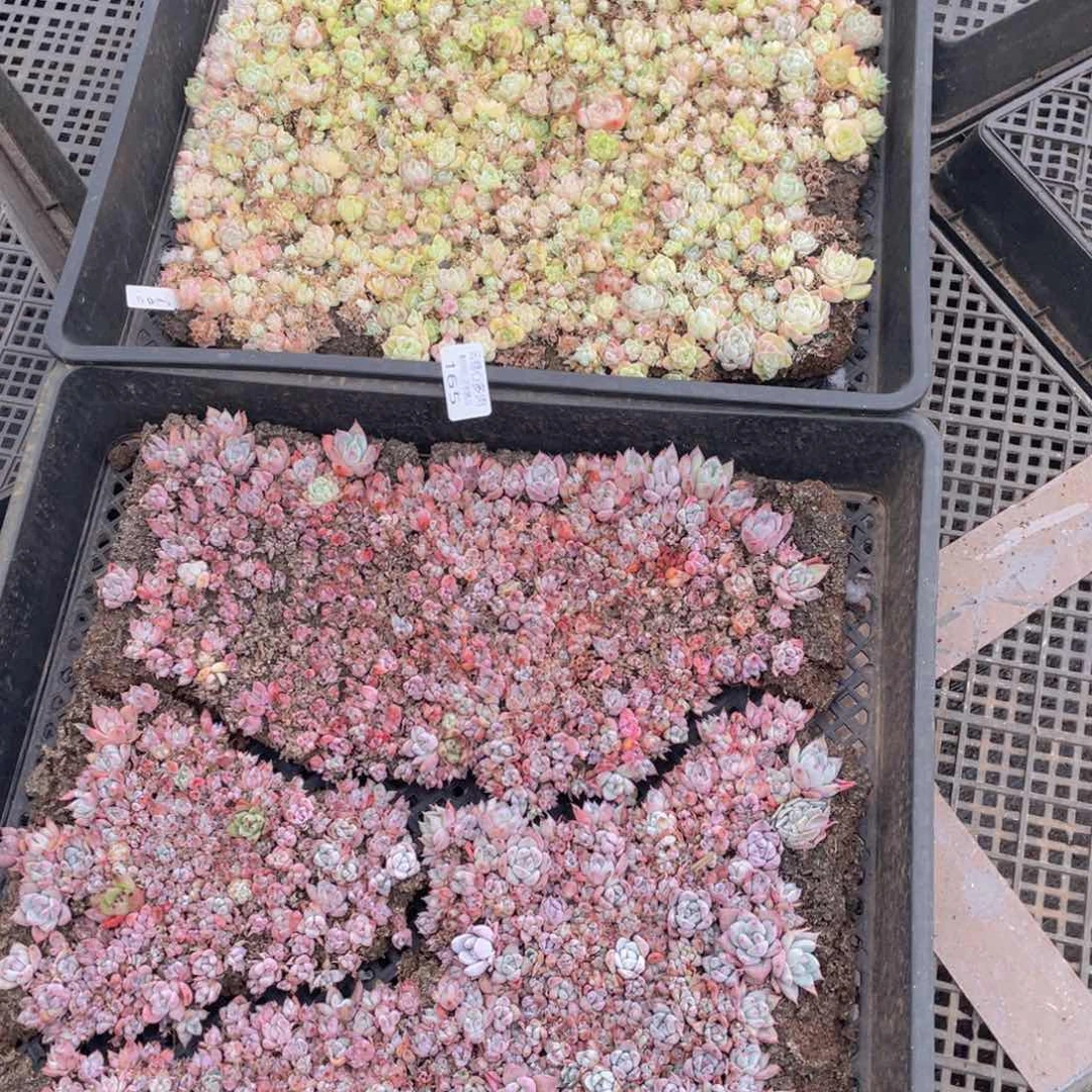 云糖心多肉植物165