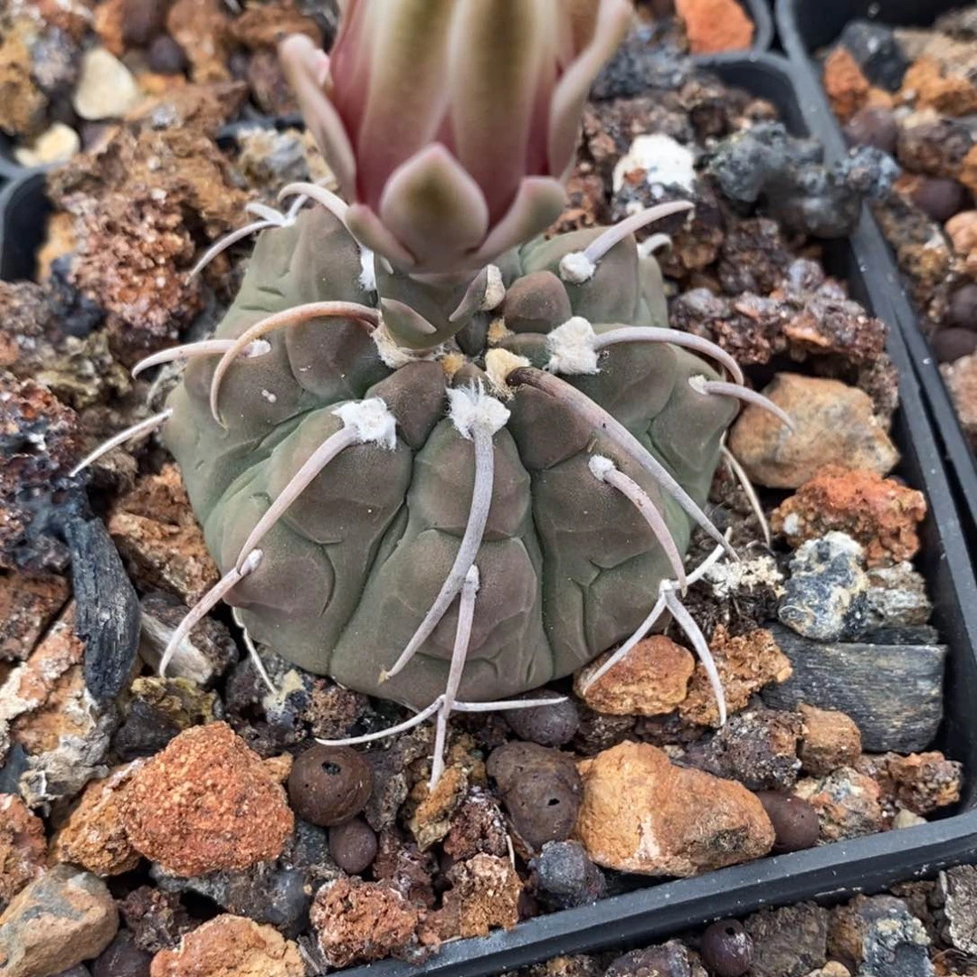植播园艺皱尤鬼脸一本