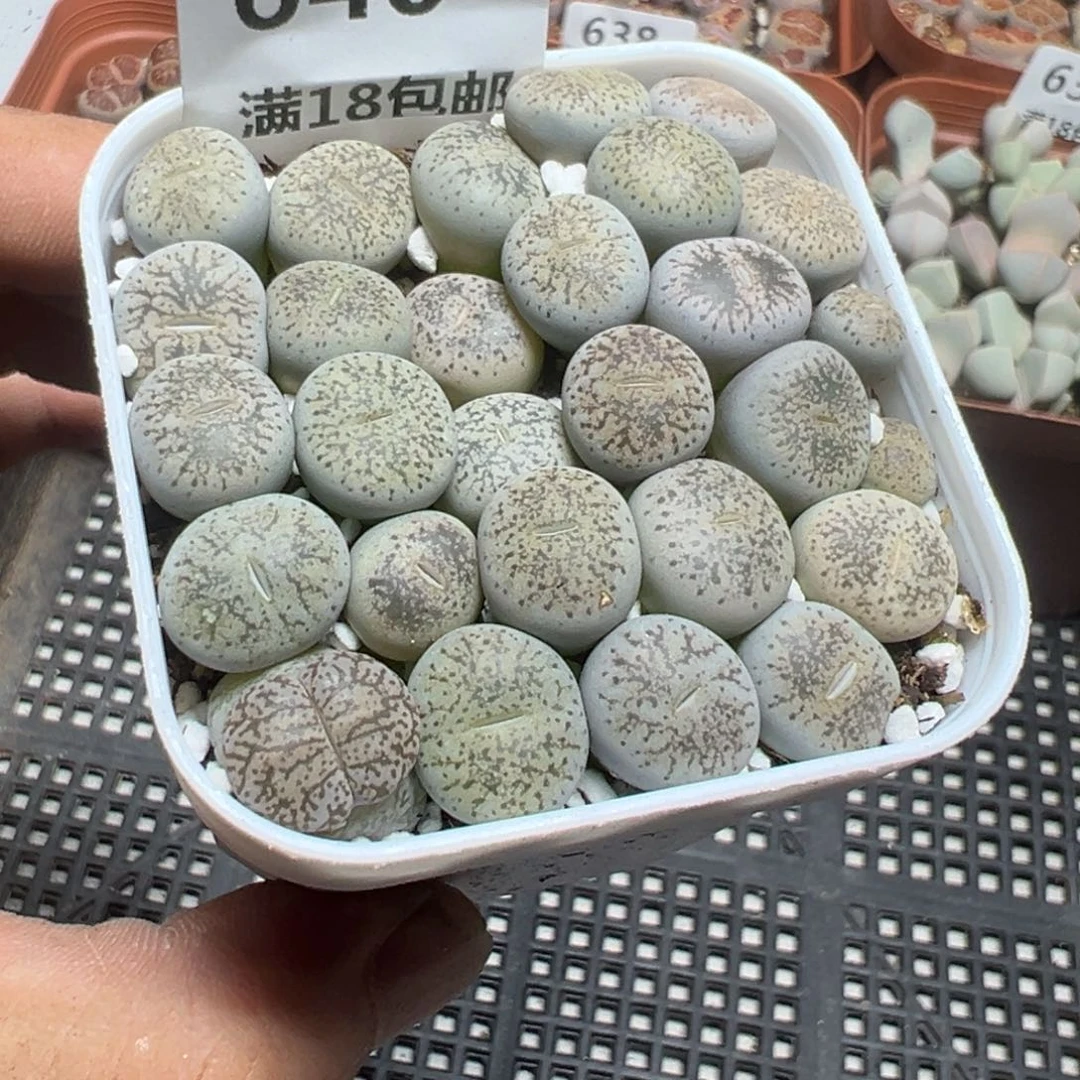 【闪购商品】 640。