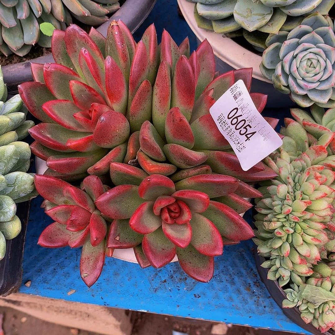 公***财丰沛玫瑰06054多肉多肉