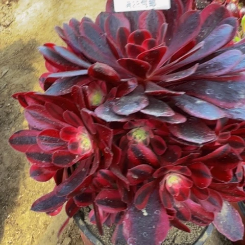 美杜莎多肉多肉8327