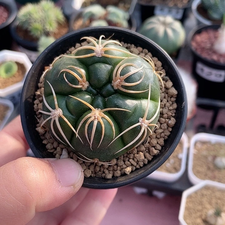 547实生高木海王仙人球