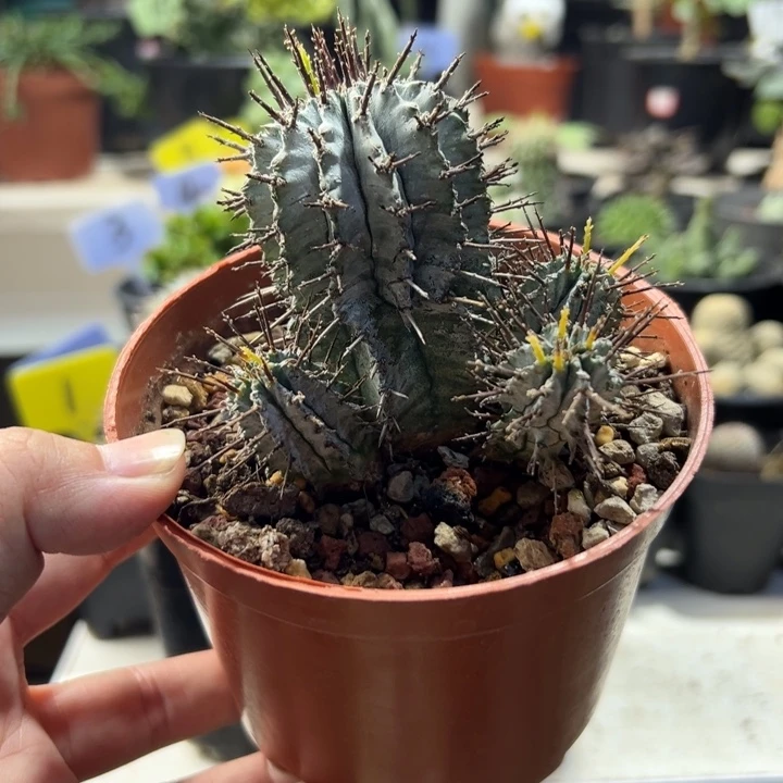 实生群生白衣魁伟玉带盆111111