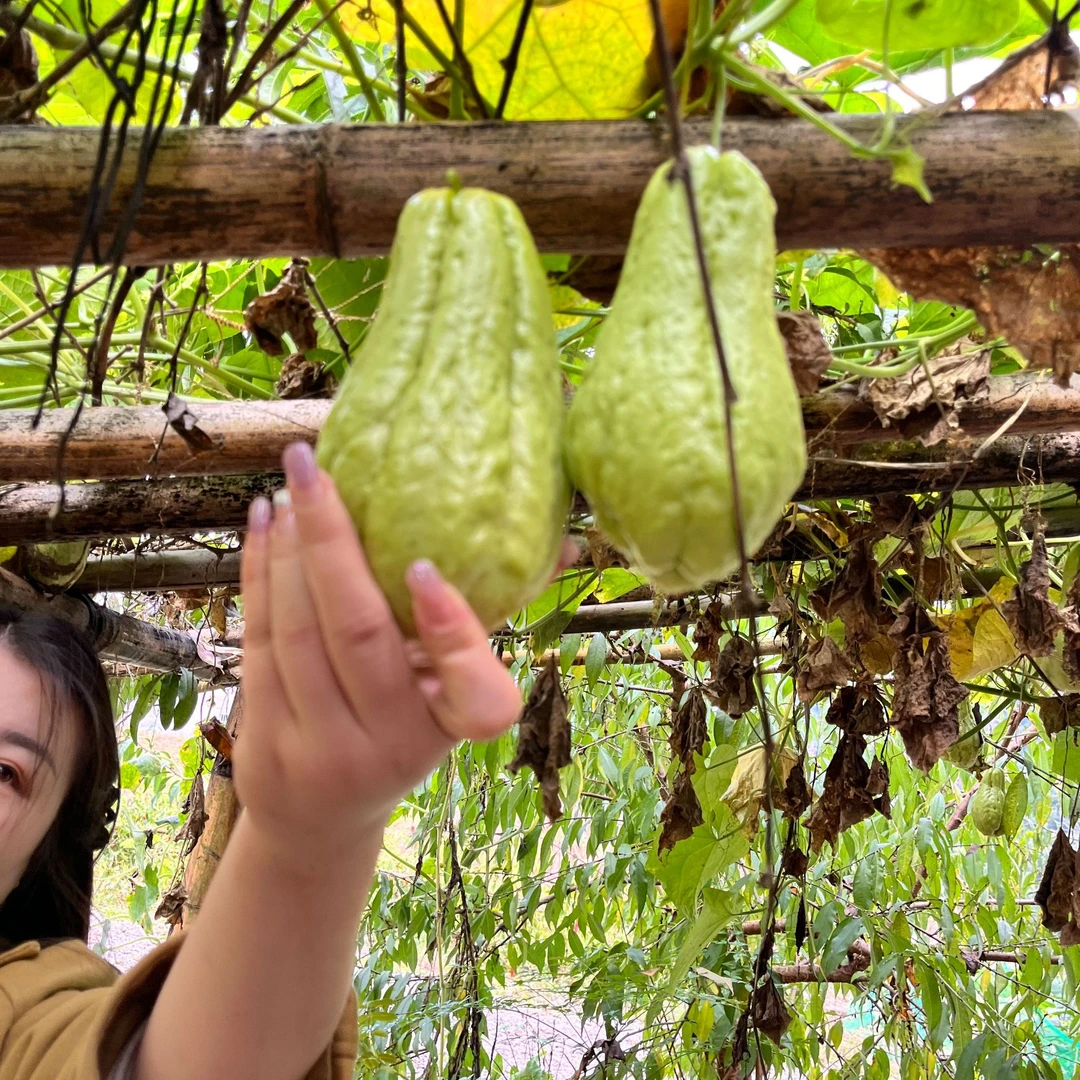 燕子和小美（助农带货）【西瓜、菜瓜、八月瓜、】帮老乡卖/不赚钱