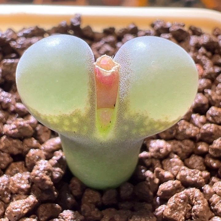 30。 优选超大鼓窗四年母本b23