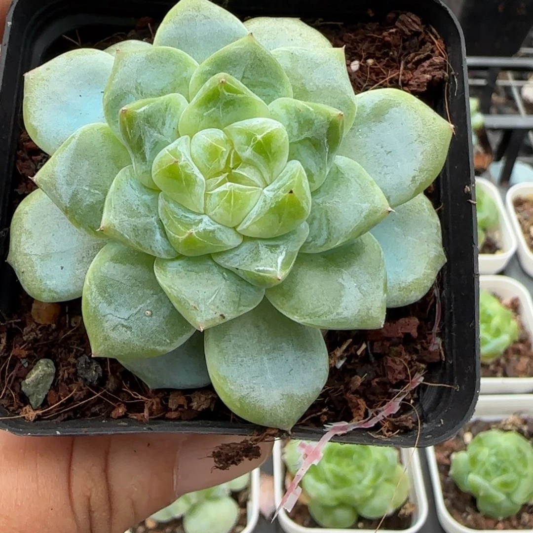 小卡拉米糖心一物一拍