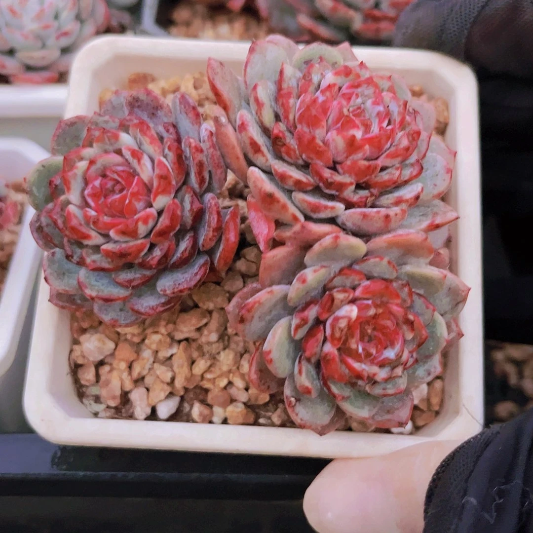 白衣圣代8.5公公分999999