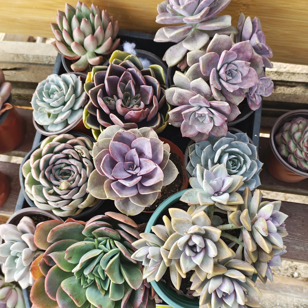 大号多肉组合装，裸根发货，一物一拍，有瑕疵断枝掉叶不售后